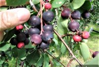 Saskatoon Berries: 25 Delicious Ways to Use Them All Season