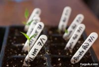 2012 Seed Germination Progress Report and Results