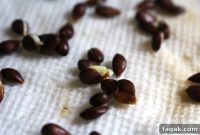 How to Grow Apple Trees from Seed: A Step-by-Step Guide