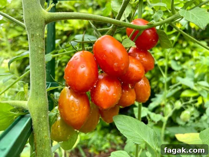 Fresh Tomato, Basil & Mozzarella Pasta Recipe for Summer 4 Ripe tomatoes still on the vine in the garden, with water droplets on them.