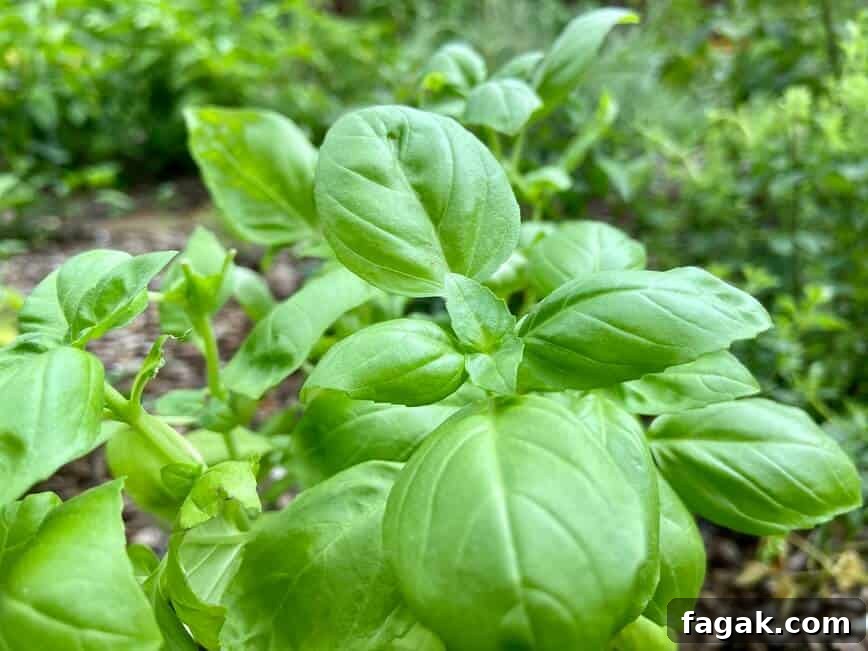 Fresh Tomato, Basil & Mozzarella Pasta Recipe for Summer 7 My Genovese basil in the garden.