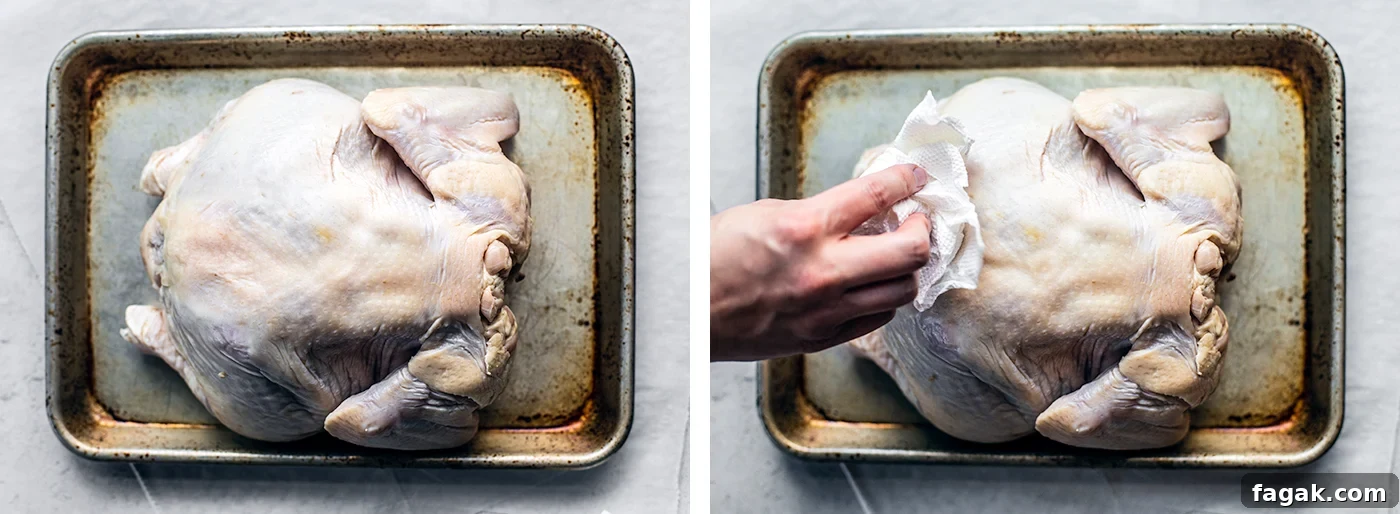 Baking sheet with whole chicken being pat dry with paper towels.