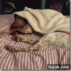 Atlas the dog