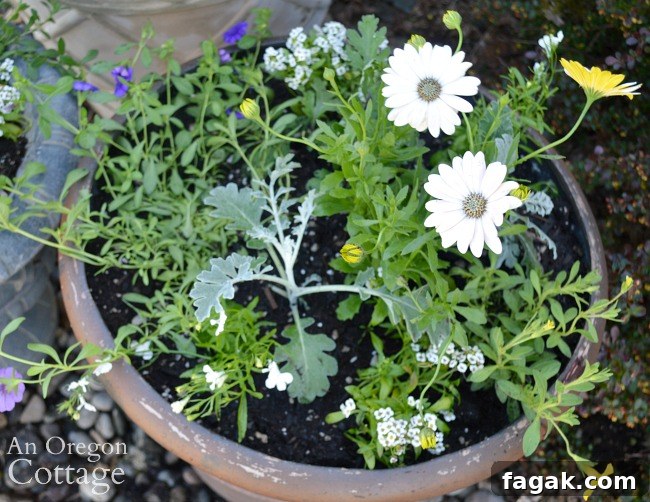 medium pot planted