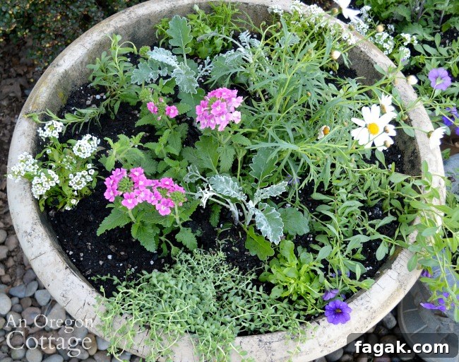 large container planted