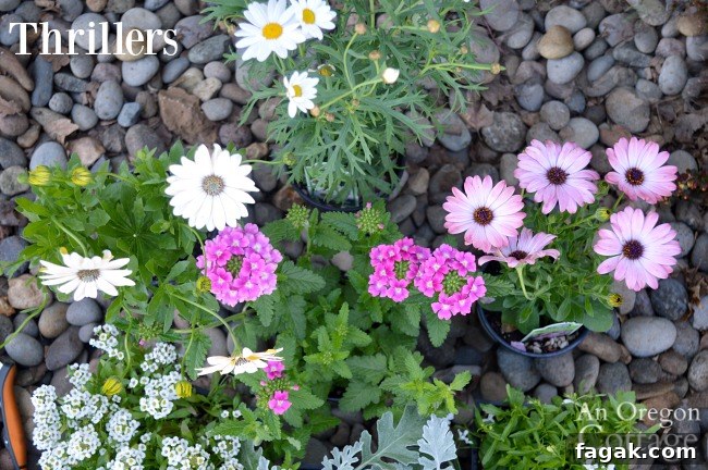 Container gardening ideas-Thriller plants