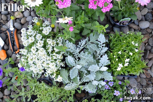 Container gardening ideas-filler plants