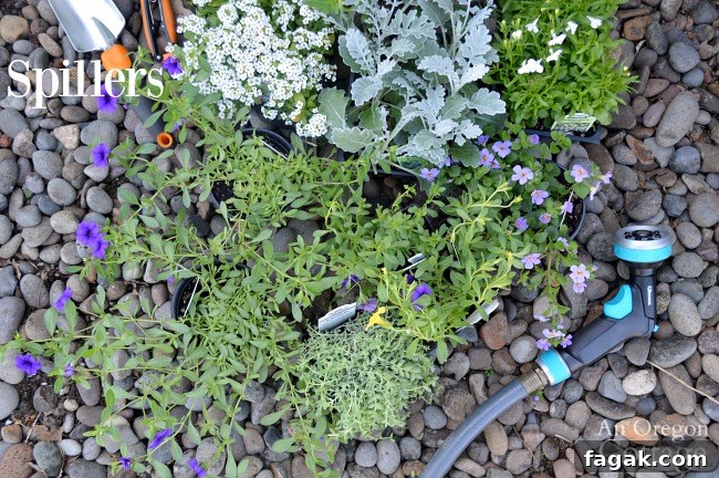 Container gardening ideas-spiller plants