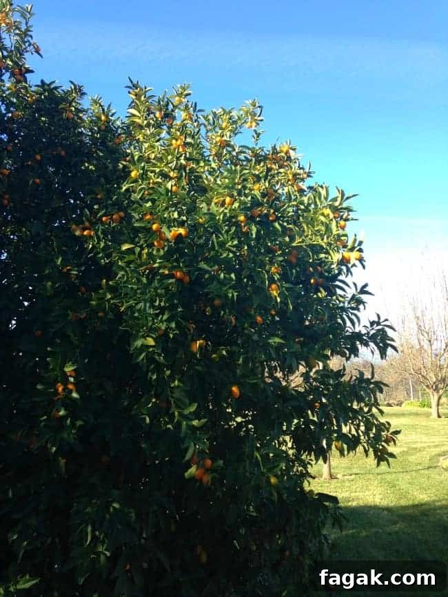 Kumquat Tree
