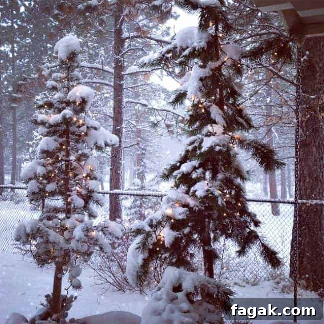 Snowy Trees