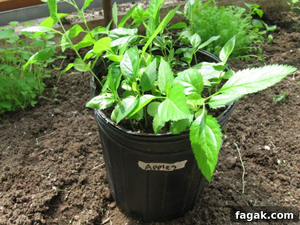How to Grow Apple Trees from Seed: A Step-by-Step Guide 2 Young apple seedlings, or tiny apple trees grown from seed