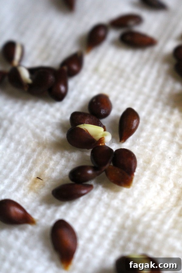 How to Grow Apple Trees from Seed: A Step-by-Step Guide 4 Sprouting apple seeds on a paper towel for cold stratification