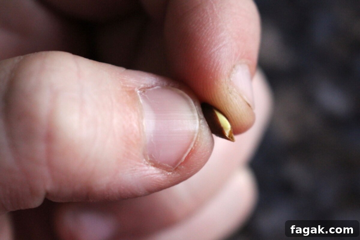 How to Grow Apple Trees from Seed: A Step-by-Step Guide 5 An apple seed that had already started to germinate inside an apple from cold storage