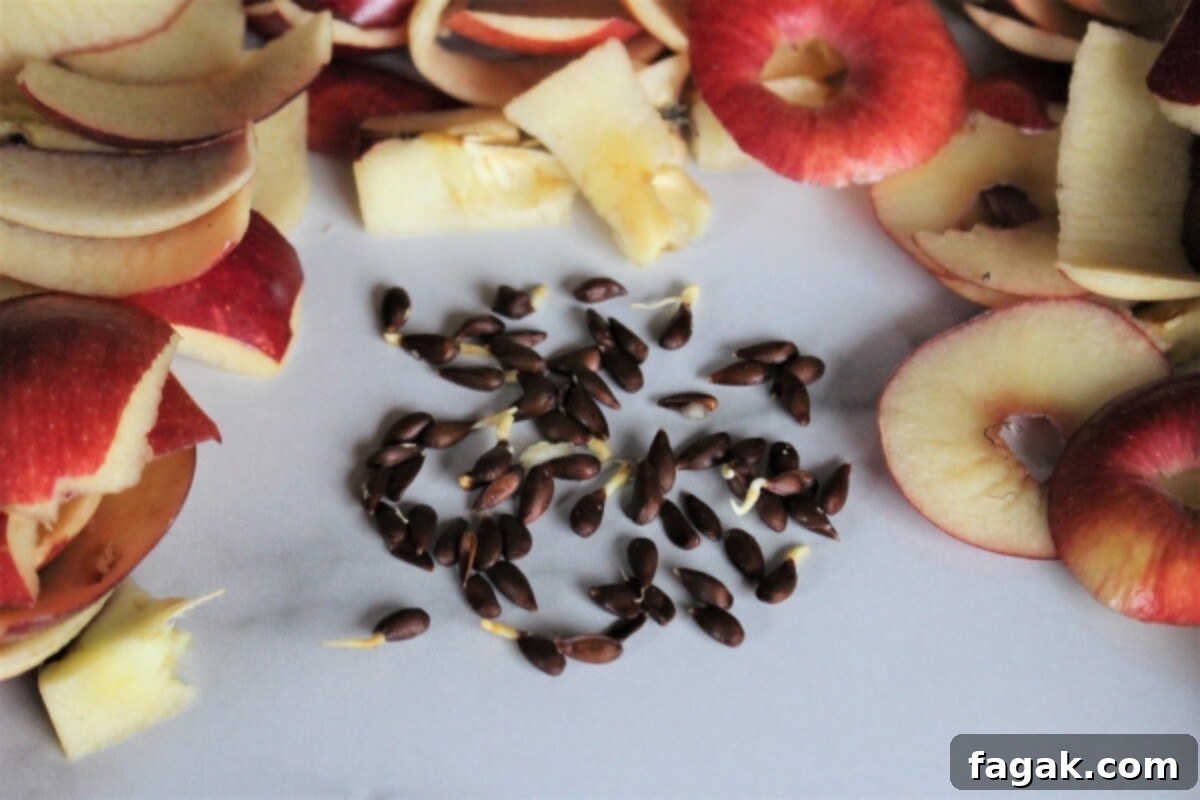 How to Grow Apple Trees from Seed: A Step-by-Step Guide 6 Apple seeds sprouting after cold stratification
