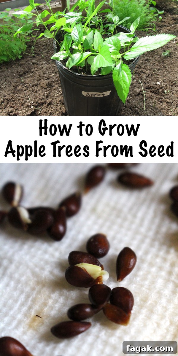 How to Grow Apple Trees from Seed: A Step-by-Step Guide 8 How to Grow Apple Trees from Seed Pinterest Pin